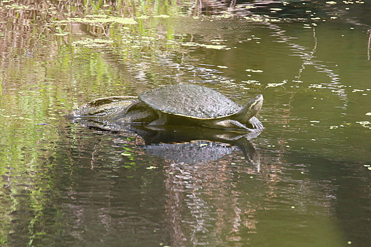 Image of Murray River Turtle