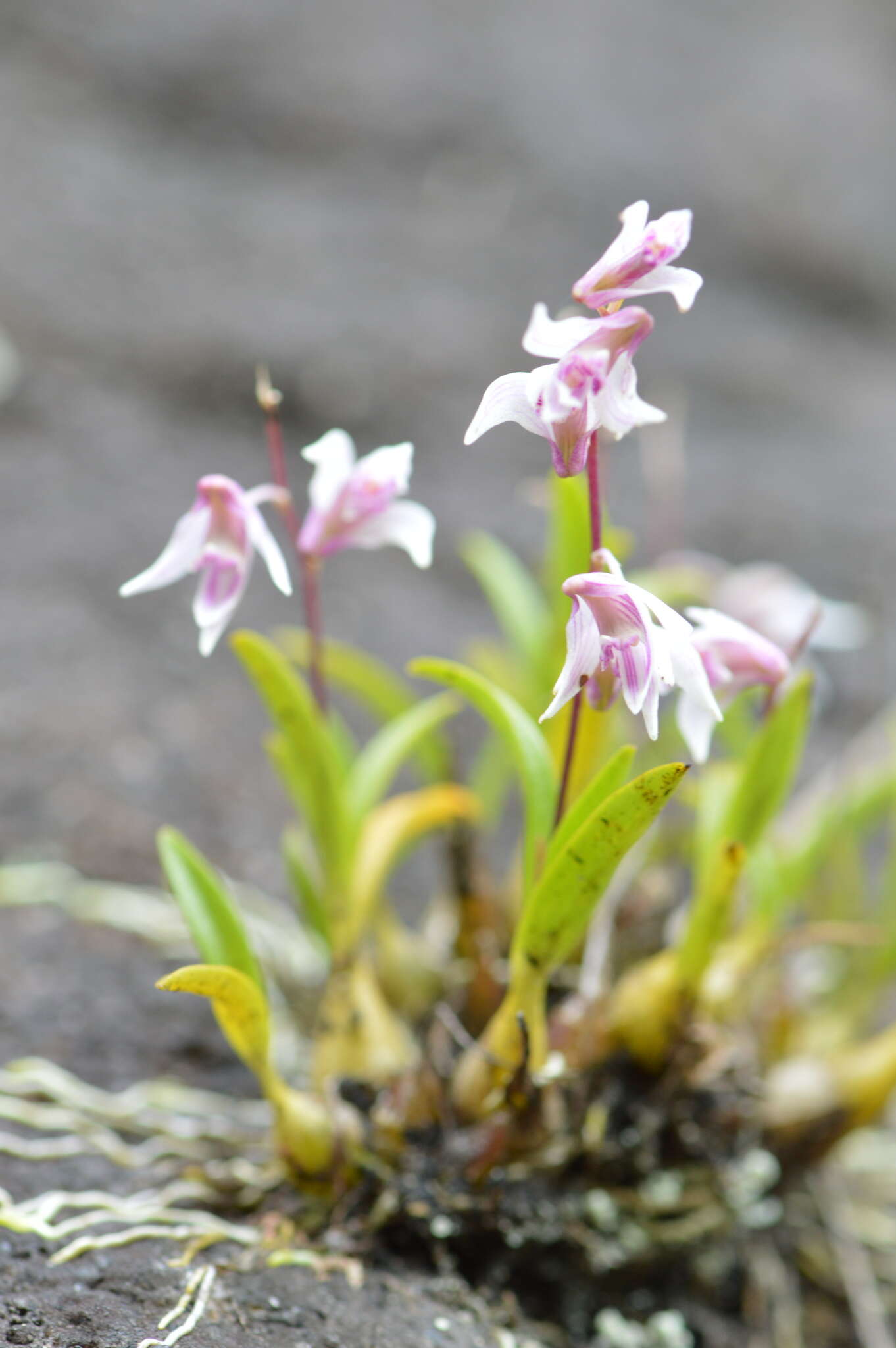 Image of Dendrobium eriiflorum Griff.