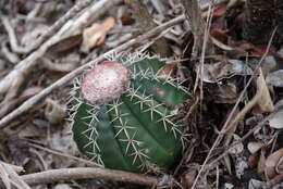 Image of Melocactus violaceus subsp. ritteri N. P. Taylor