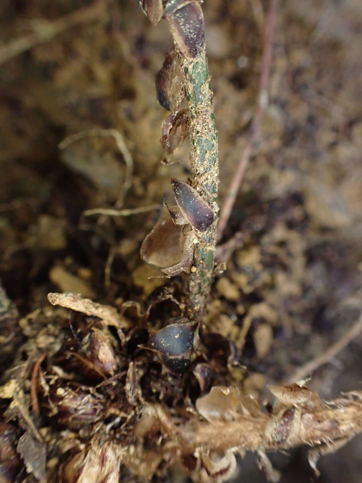 Image de Polystichum prionolepis Hayata