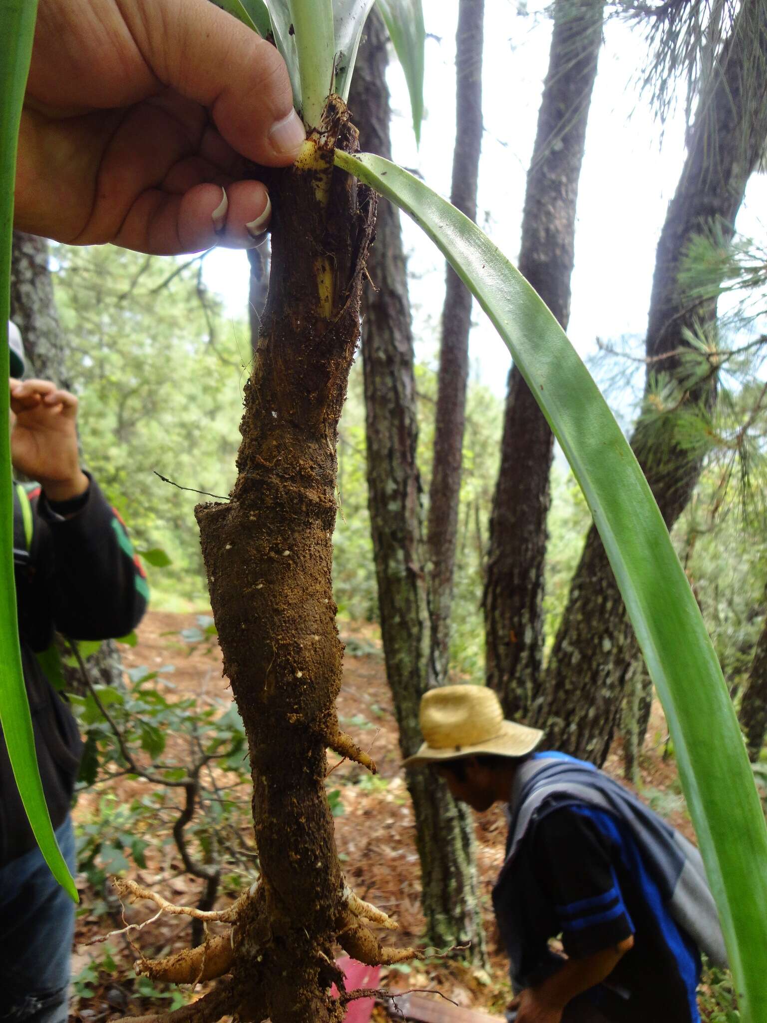 Image of Agave verhoekiae (García-Mend.) Thiede