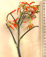 Image of Aloe striata Haw.
