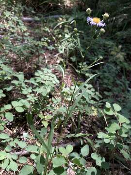 Image of Mountain American-Aster