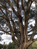 Plancia ëd Eucalyptus globulus subsp. bicostata (Maiden. Blakely & Simmonds) Kirkpatrick