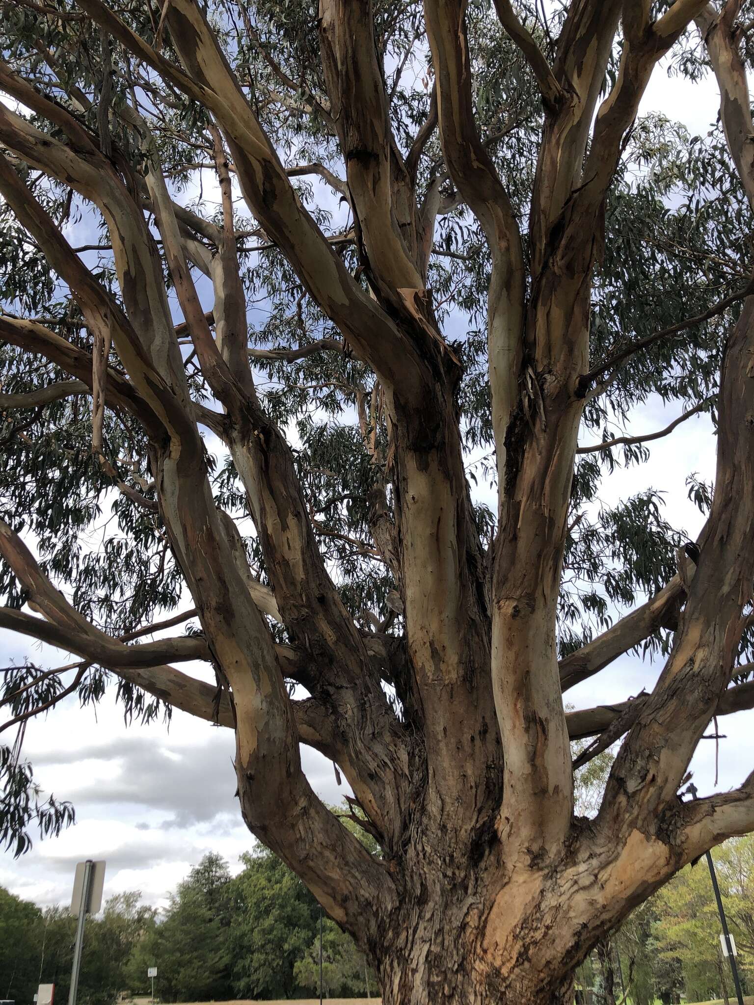 Sivun Eucalyptus globulus subsp. bicostata (Maiden. Blakely & Simmonds) Kirkpatrick kuva