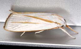 Image of Cryptophasa flavolineata Walker 1864