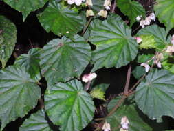 Image of Begonia microcarpa A. DC.