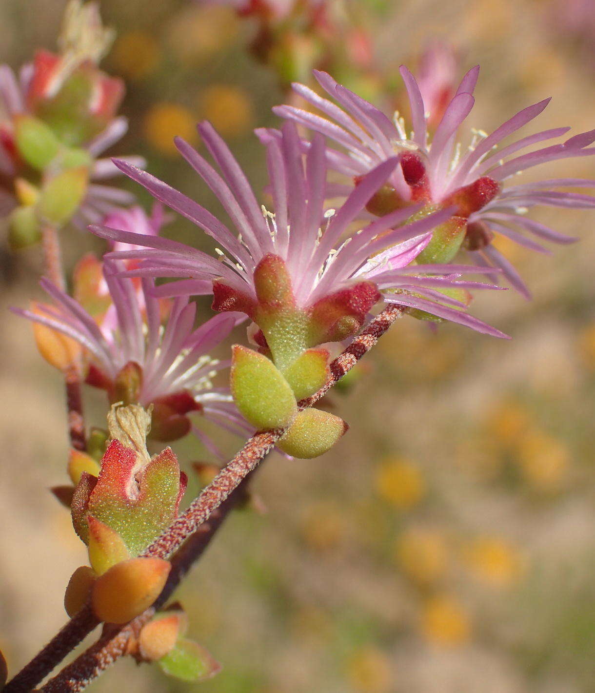 Imagem de Drosanthemum parvifolium (Haw.) Schwant.