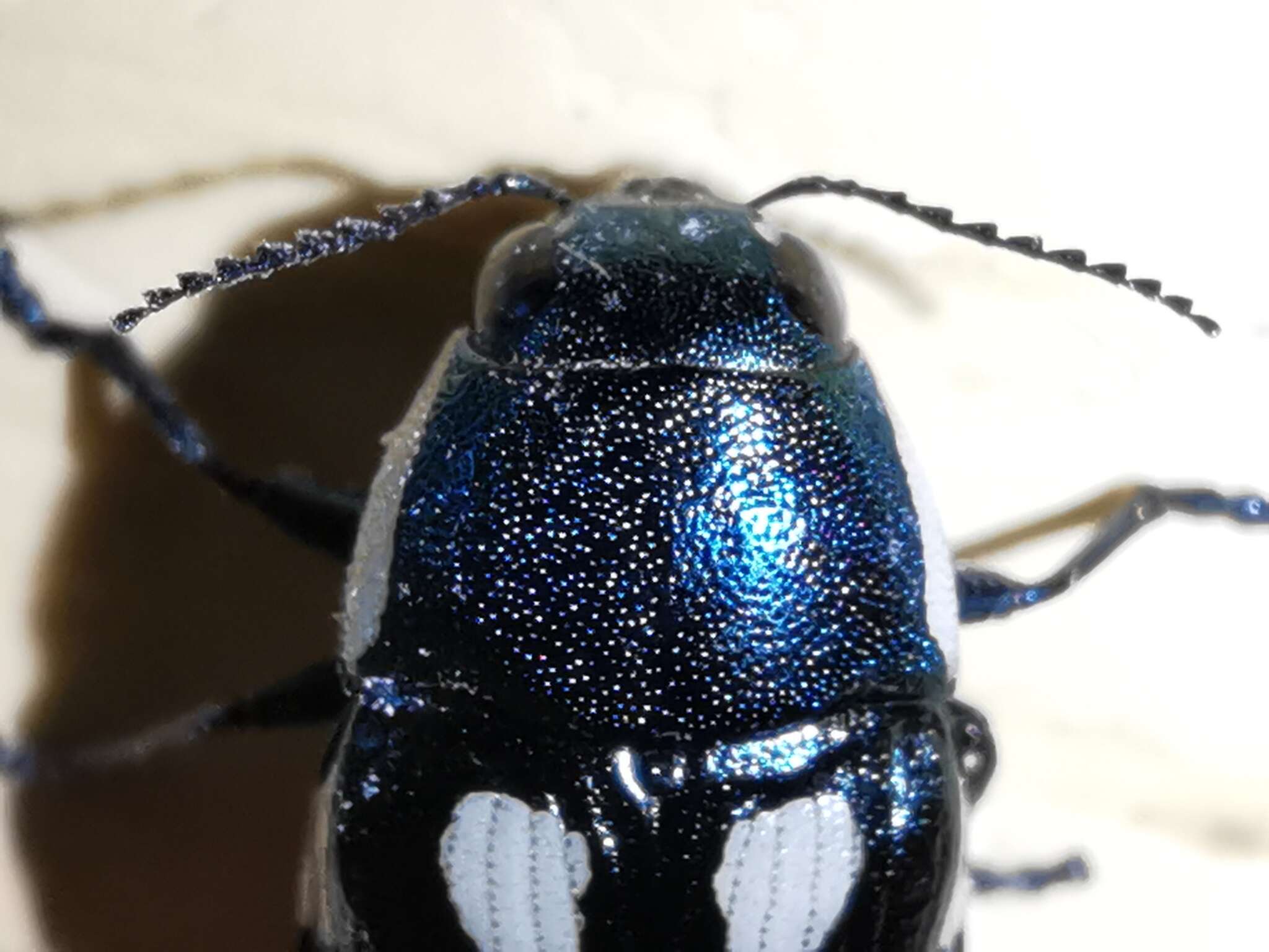 Image of eight-spotted Buprestis