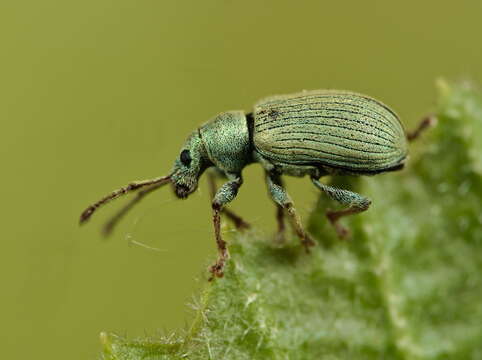 Plancia ëd Phyllobius (Parnemoicus) roboretanus Gredler 1882