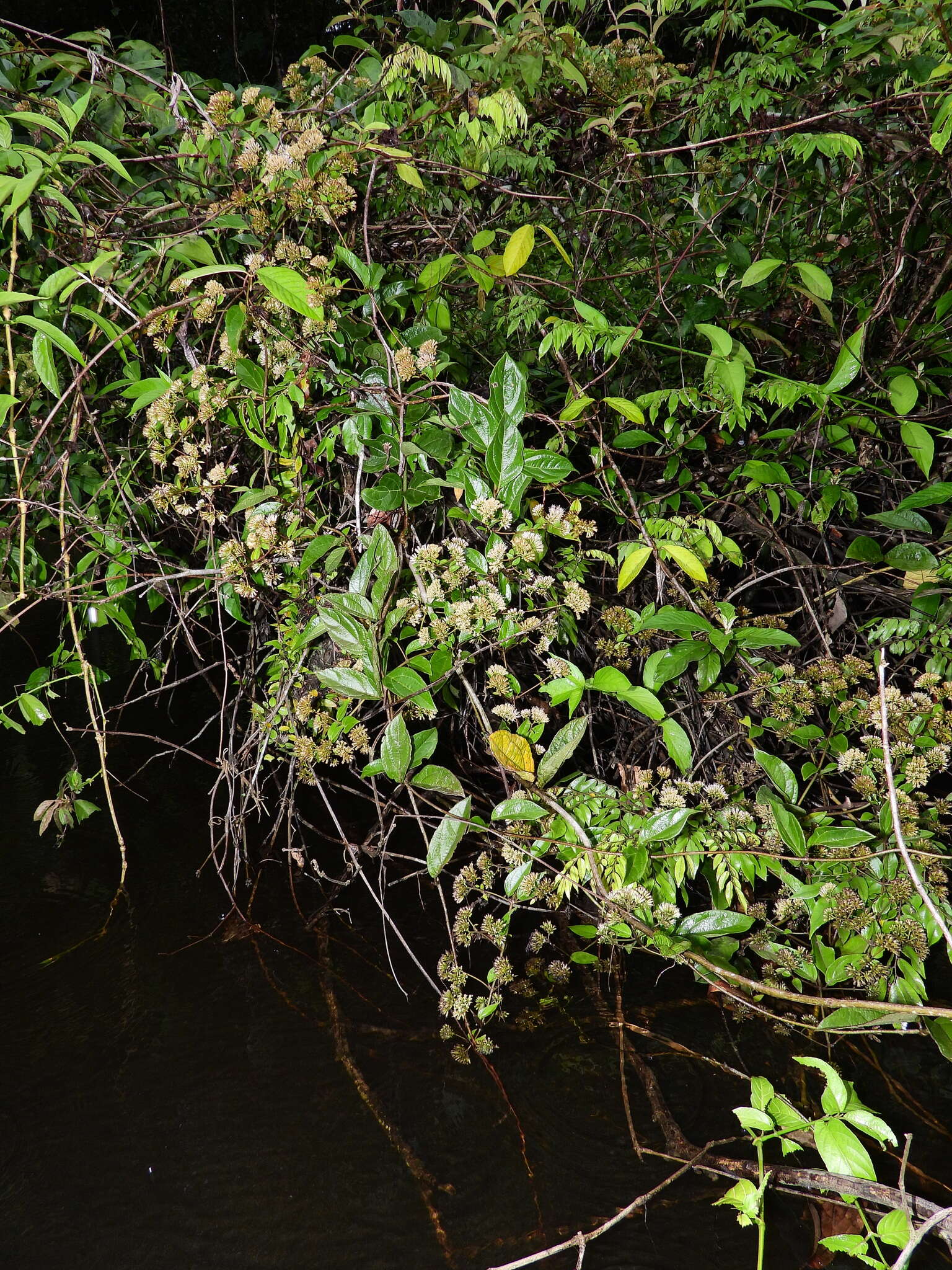 Mikania parviflora (Aublet) Karsten resmi