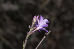 Image of Arizona bluehearts