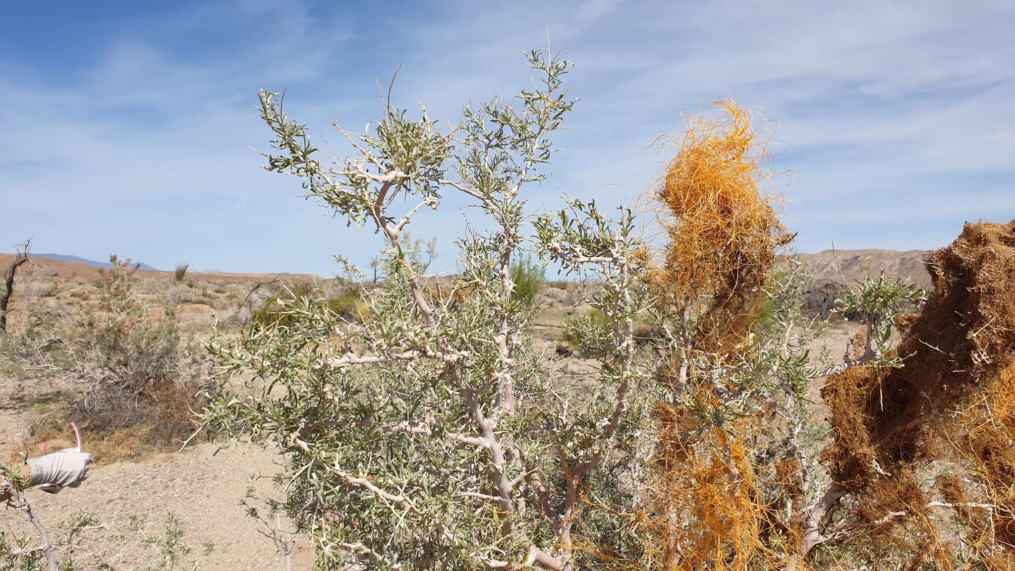 Image of <i>Cuscuta psorothamnensis</i>