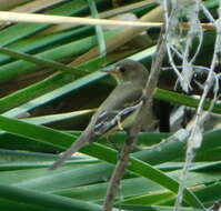 Image of southwestern willow flycatcher