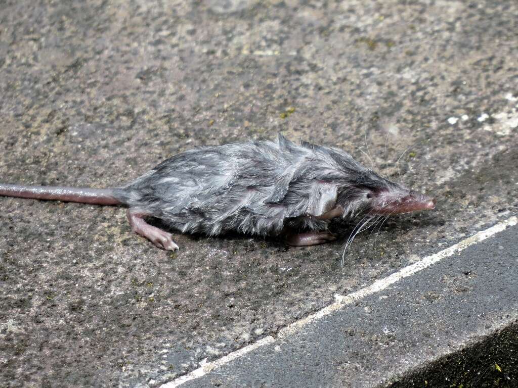 Image of Asian house shrew