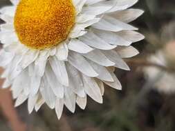 Image of Leucochrysum albicans (A. Cunn.) P. G. Wilson