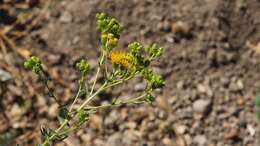 Image de Isocoma menziesii var. vernonioides (Nutt.) G. L. Nesom