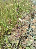 Image of Mt. Tamalpais jewelflower