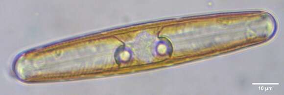 Image of Navicula oblonga