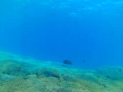 Image of Bumphead damselfish