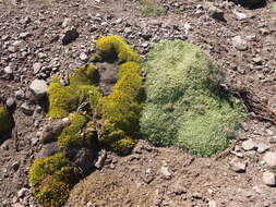 Imagem de Anarthrophyllum gayanum (A. Gray) B. D. Jacks.