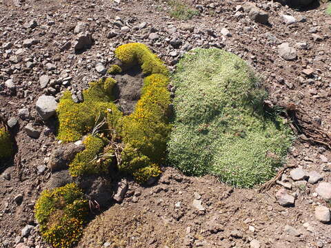 صورة Anarthrophyllum gayanum (A. Gray) B. D. Jacks.