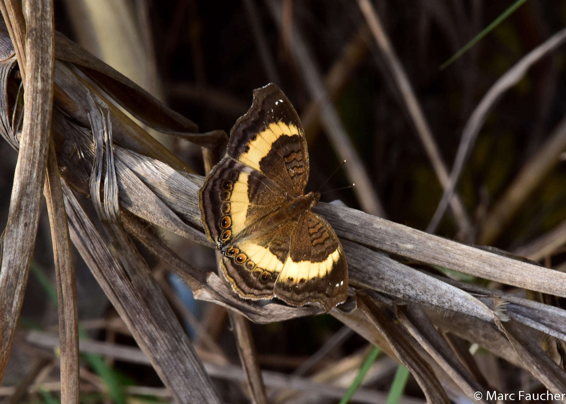 Plancia ëd Junonia terea elgiva Hewitson 1864