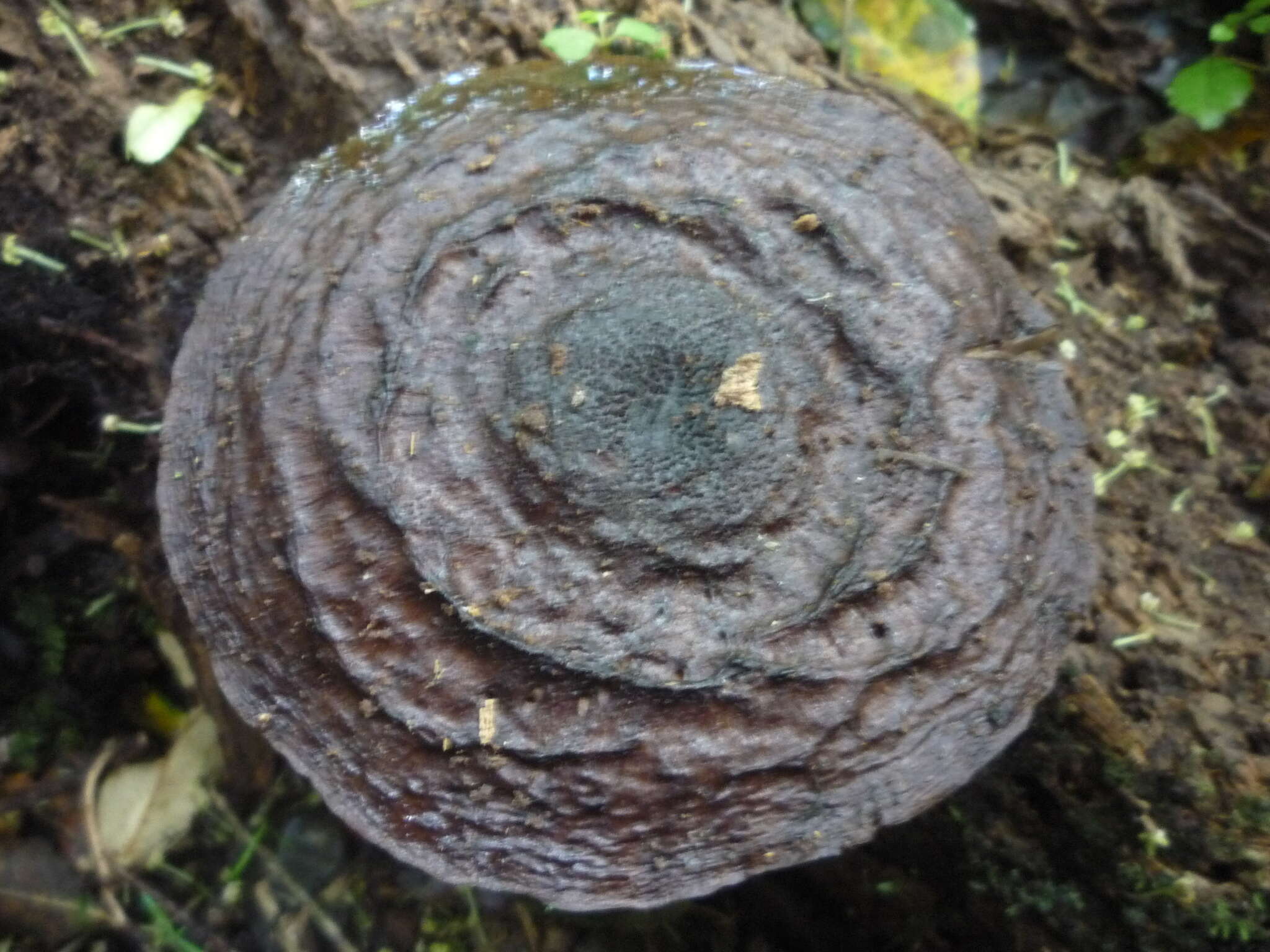 Image of Pluteus concentricus E. Horak 2008