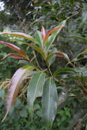 Image of Ocotea whitei R. E. Woodson