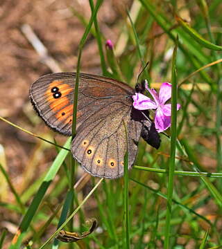 Image of woodland ringlet