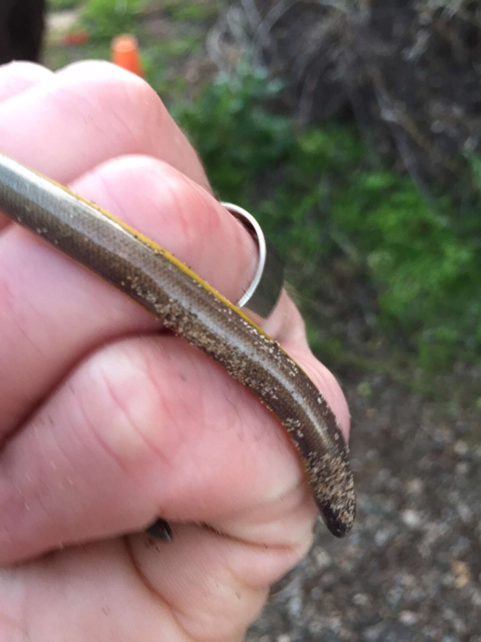 Image of California legless lizard