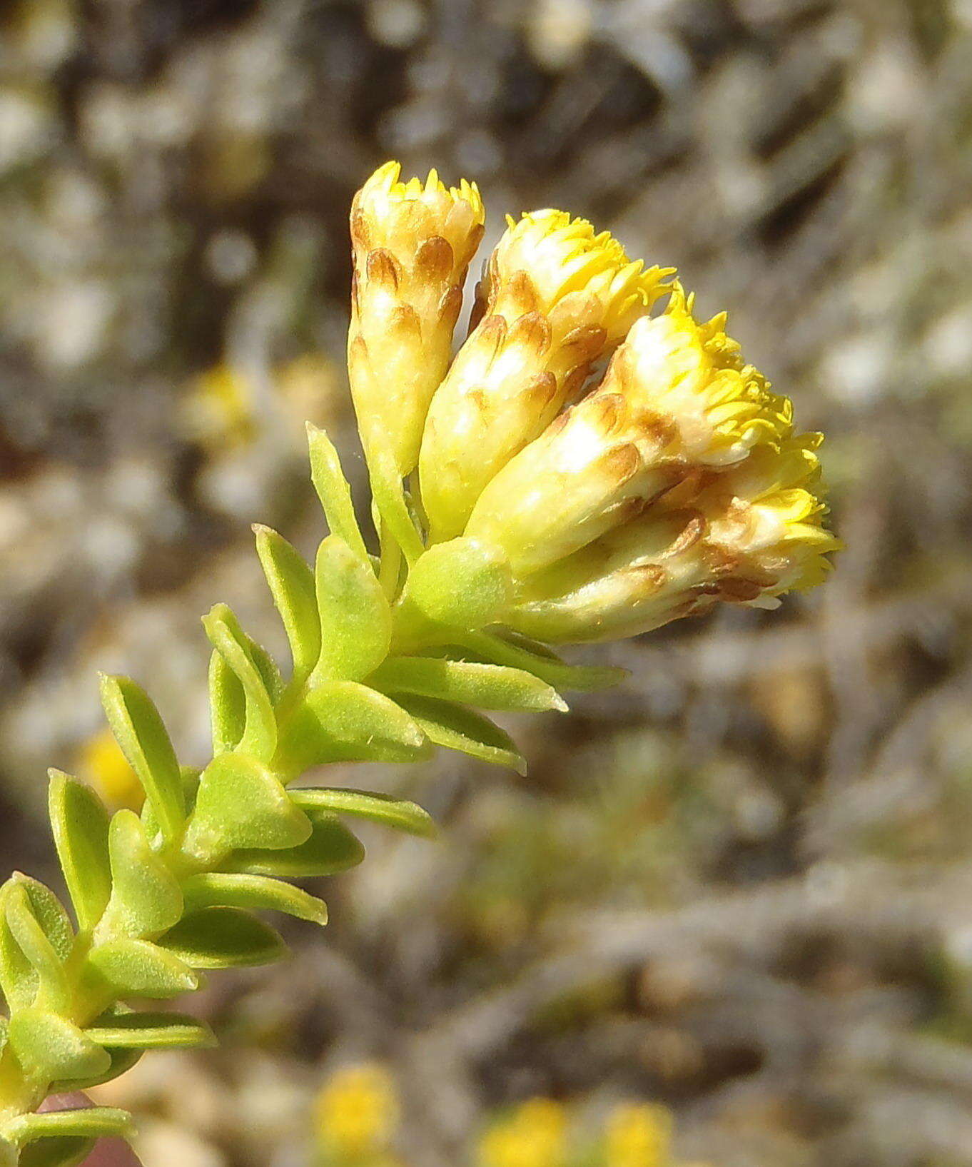 Plancia ëd Oedera squarrosa (L.) A. A. Anderberg & K. Bremer