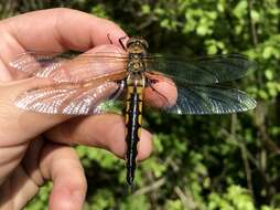 Image of eurasian baskettail