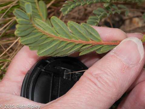 Imagem de Astragalus garbancillo Cav.