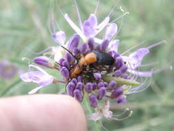 Zonitis (Neozonitis) atripennis (Say 1823) resmi