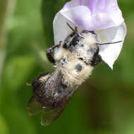 Image de Osmia bucephala Cresson 1864