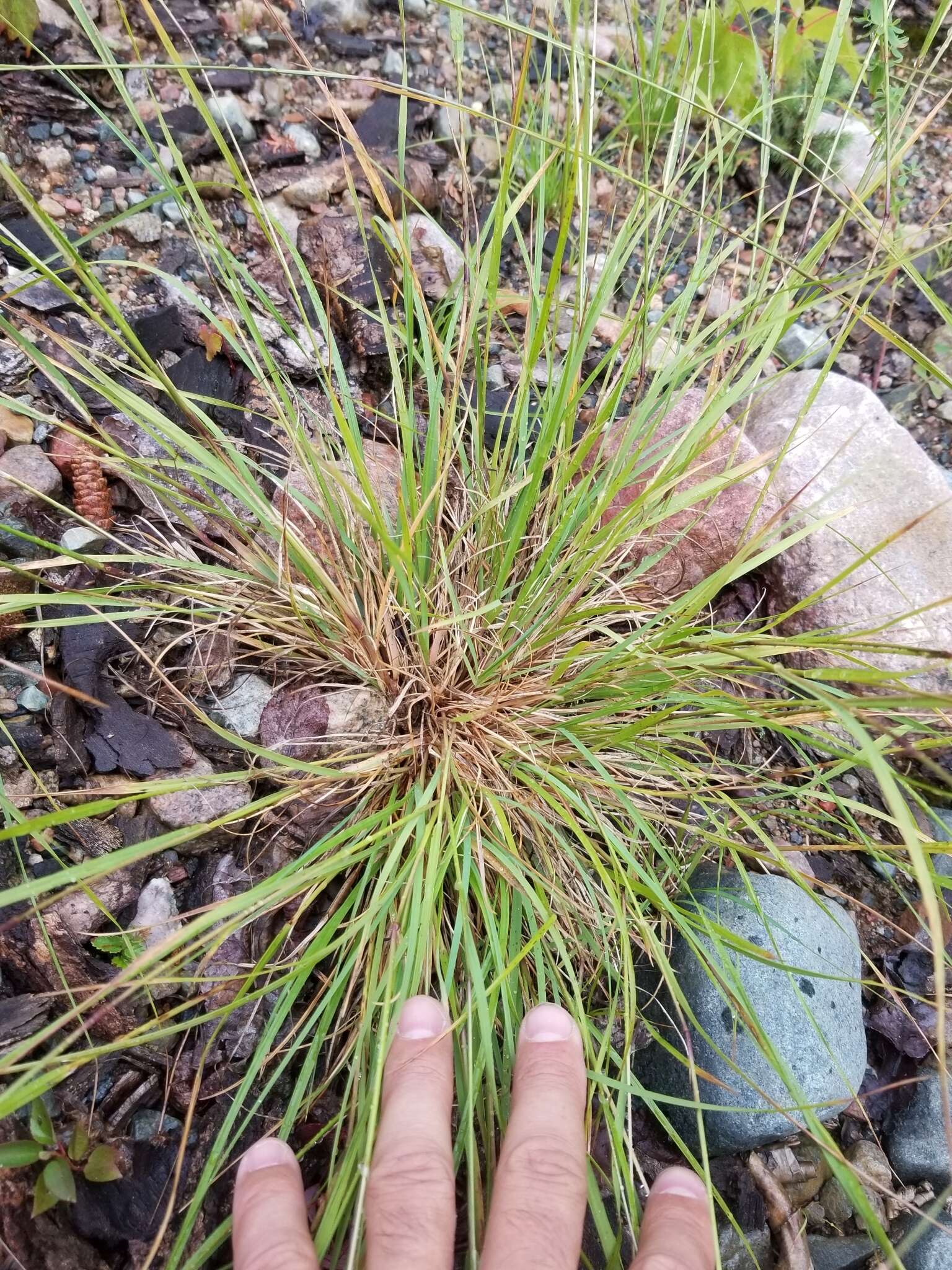 Image of flattened oatgrass