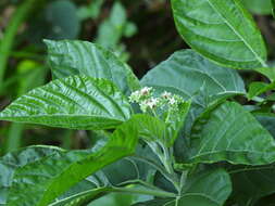 Image de Cordia aspera Forst. fil.