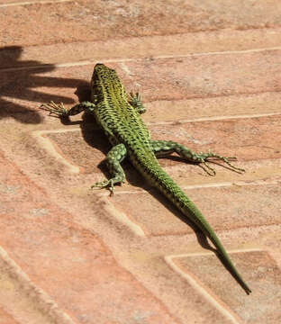 Image of Columbretes Wall Lizard