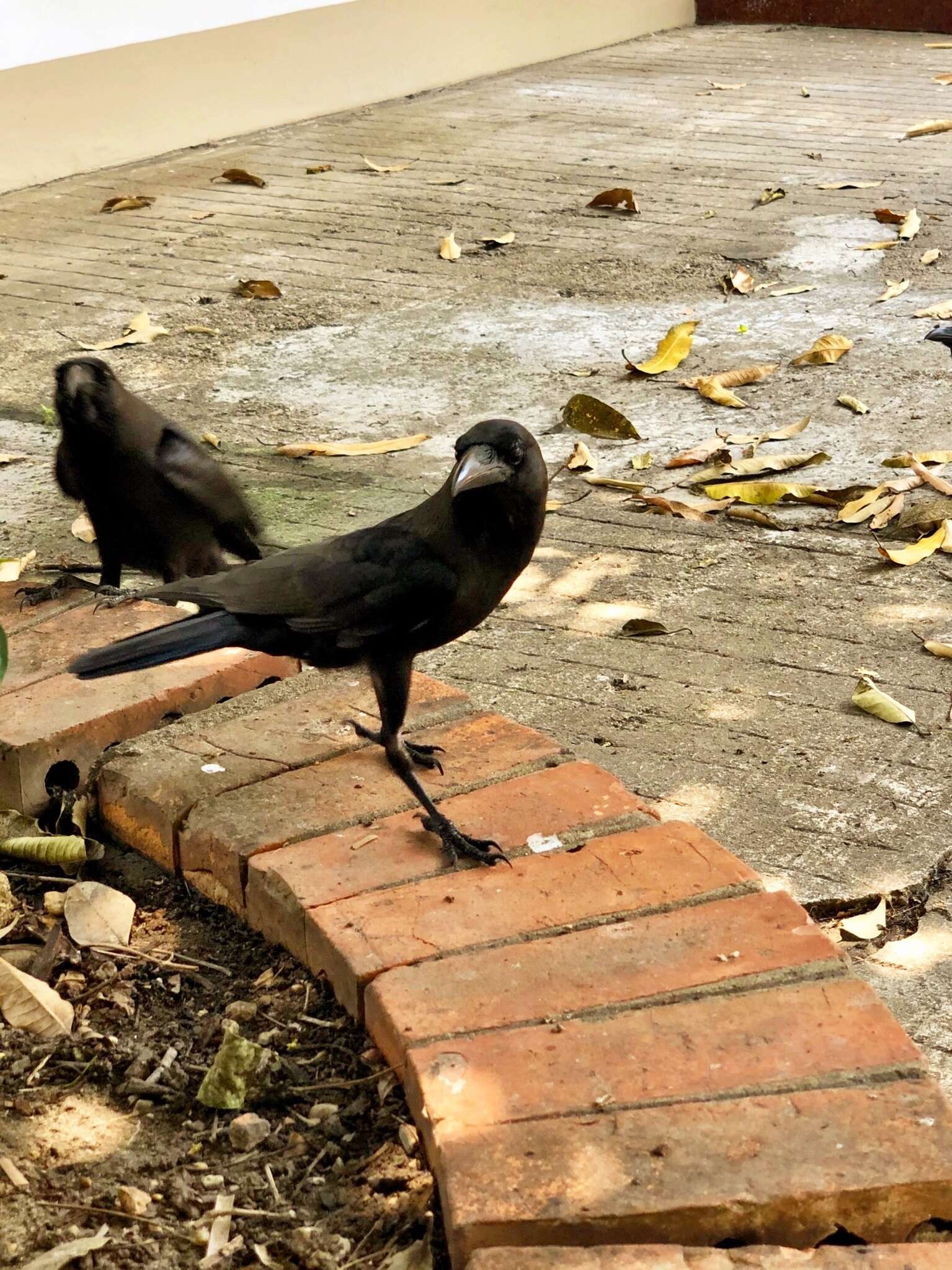 Imagem de Corvus splendens insolens Hume 1874