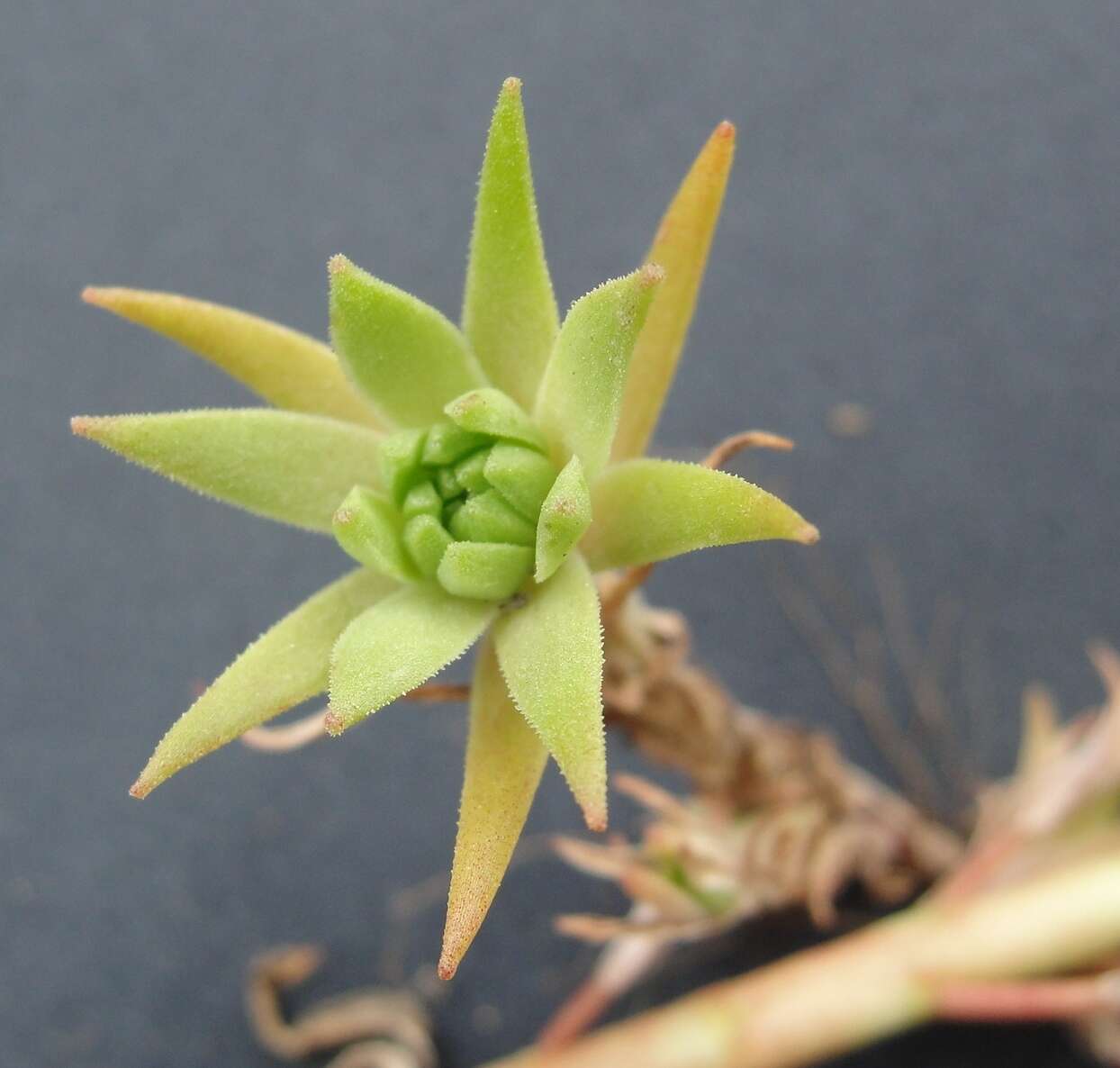 Image of Coast Range stonecrop