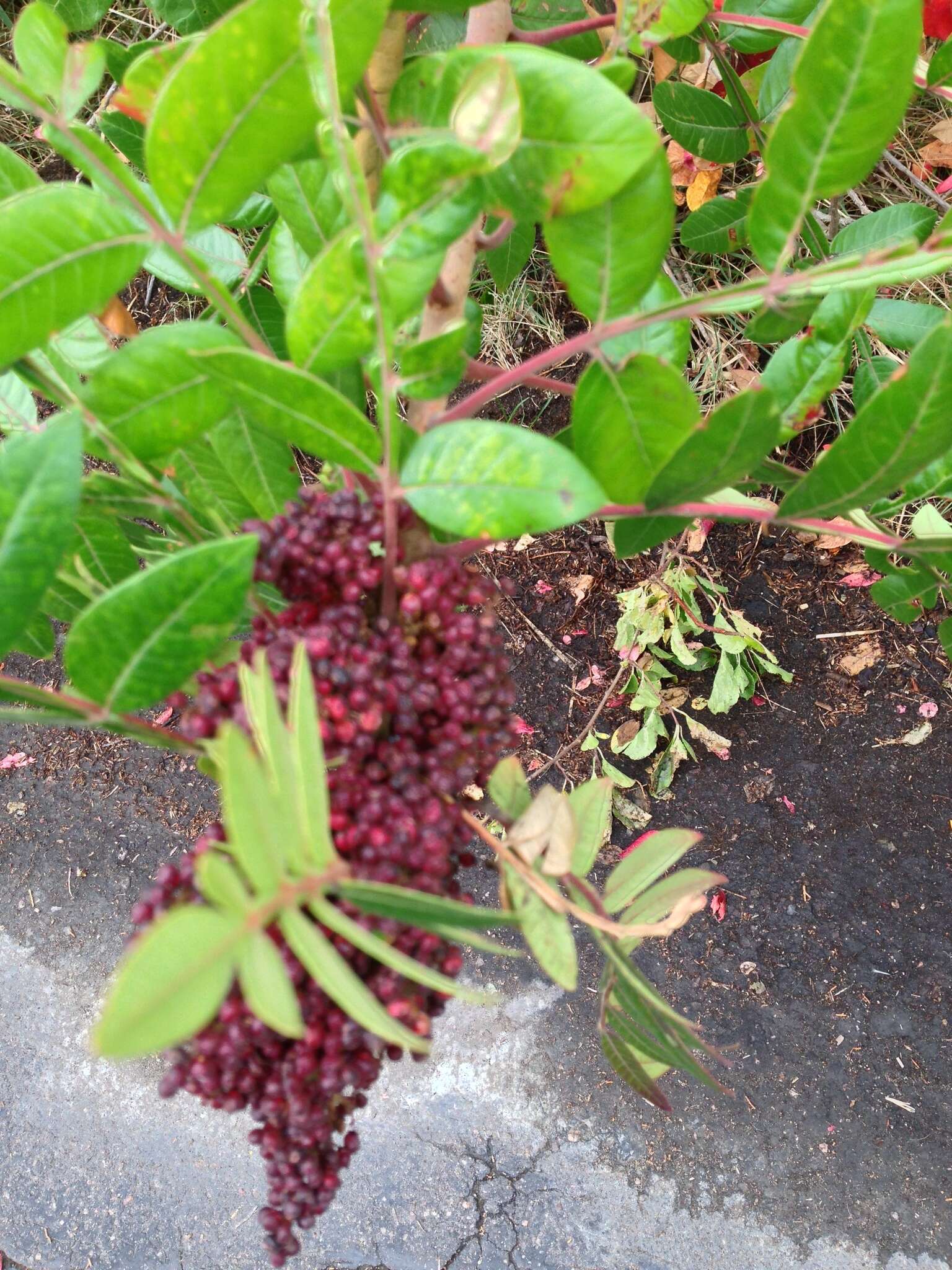 Rhus copallina L. resmi