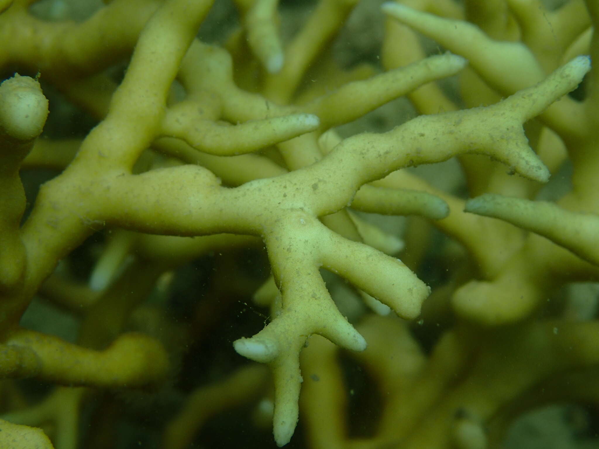 Image of Millepora intricata Milne Edwards 1860