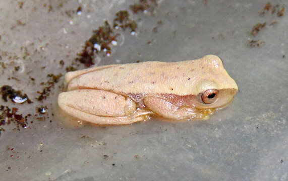 Image of Dendropsophus mathiassoni (Cochran & Goin 1970)