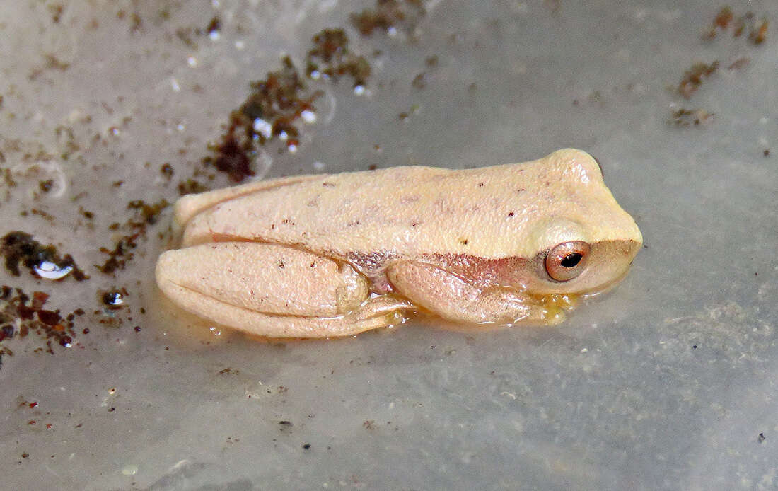 Image of Dendropsophus mathiassoni (Cochran & Goin 1970)