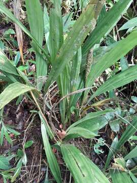 Image of Phaius pulchellus var. sandrangatensis Bosser