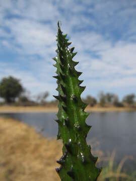 Image of Ottelia muricata (C. H. Wright) Dandy