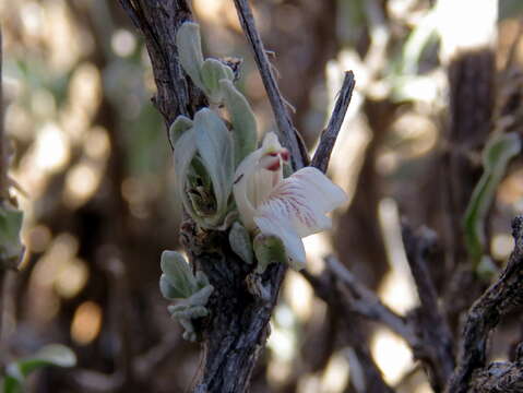 Image of Justicia incana (Nees) T. Anders.