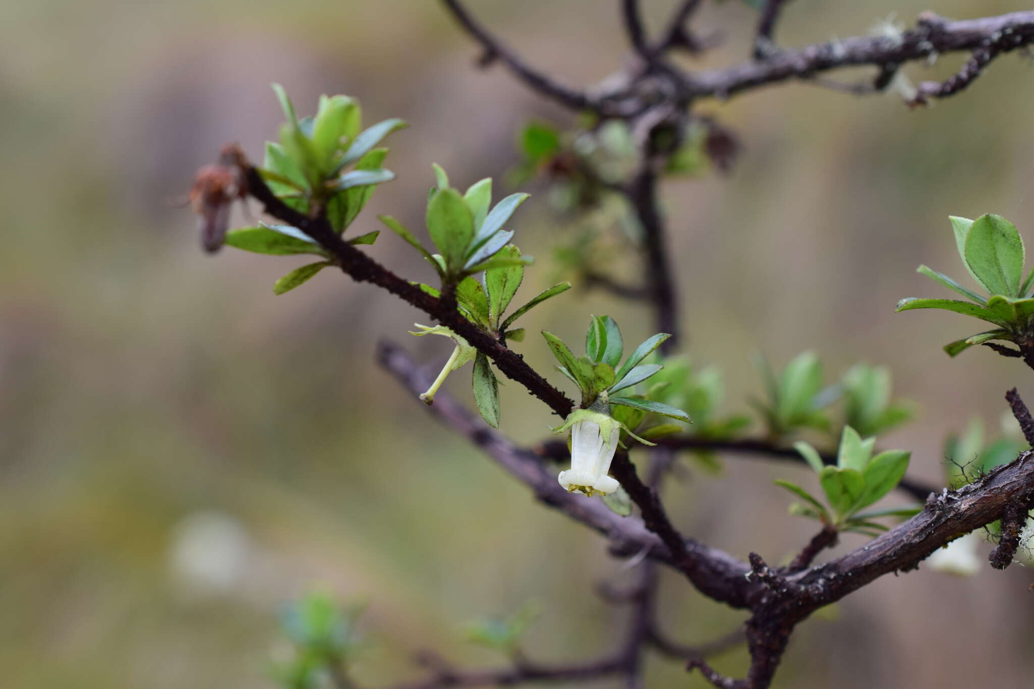 Escallonia myrtilloides L. fil. resmi