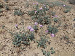 Image of Amberboa glauca (Willd.) Grossh.